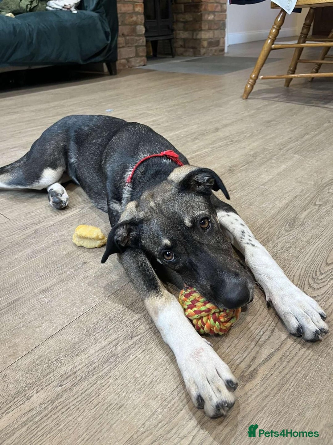 Mixed Breed dogs for adoption: Tonia  - Image 4
