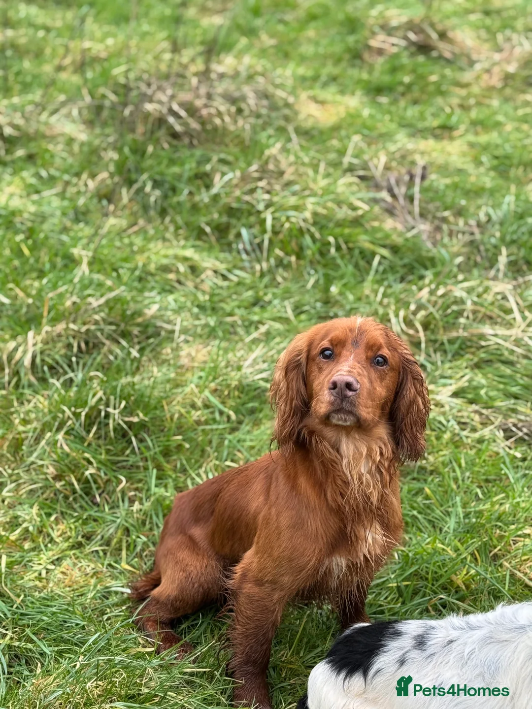 Cocker Spaniel dogs for stud: 😍KC Reg Dark Red Dog at Stud😍 in Malmesbury - Advert 5