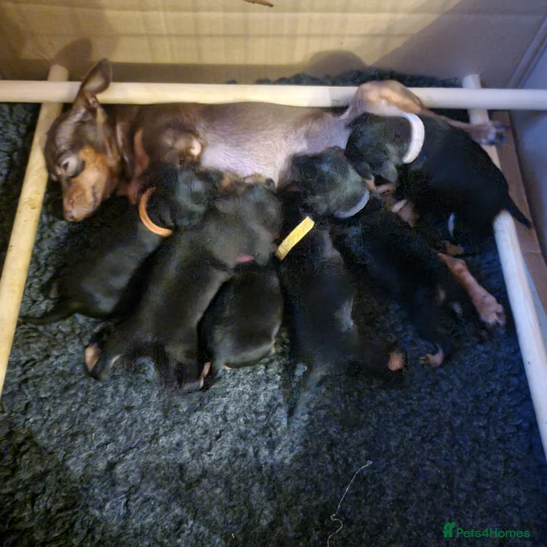 Miniature Pinscher dogs for sale: Miniature pinscher pups - Advert 12