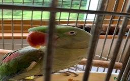 Ringnecks birds for sale: cockatiel ring neck parakeets rosella - Image 5