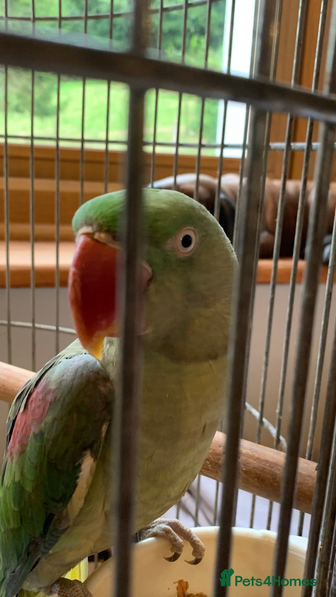 Ringnecks birds for sale: cockatiel ring neck parakeets rosella - Image 5