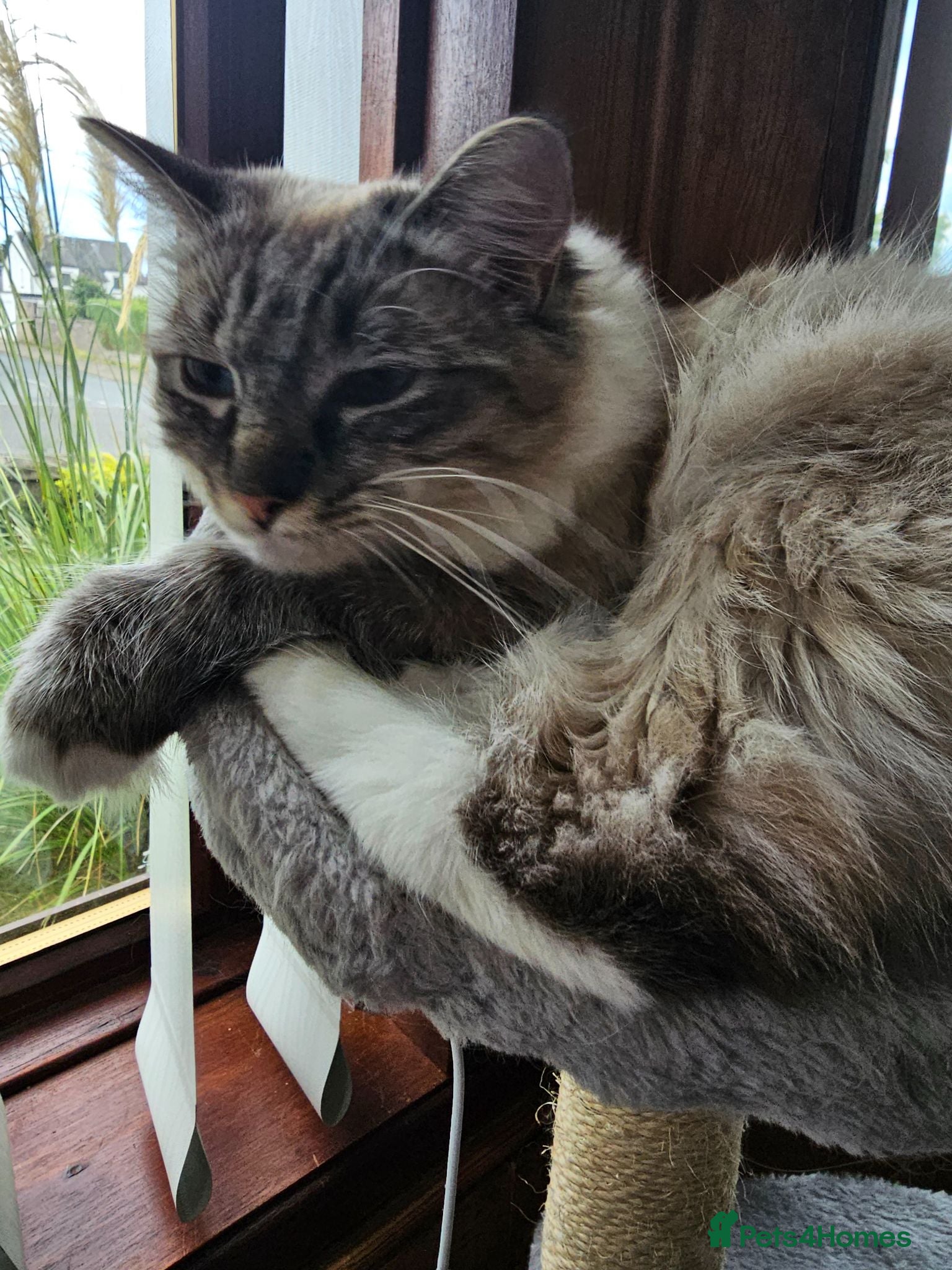 Ragdoll cats Beautiful 1 Year Old Ragdoll Cat chipped, neutered - Advert 1