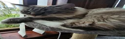 Ragdoll cats for sale: Beautiful 1 Year Old Ragdoll Cat chipped, neutered in Dundee - Advert 1