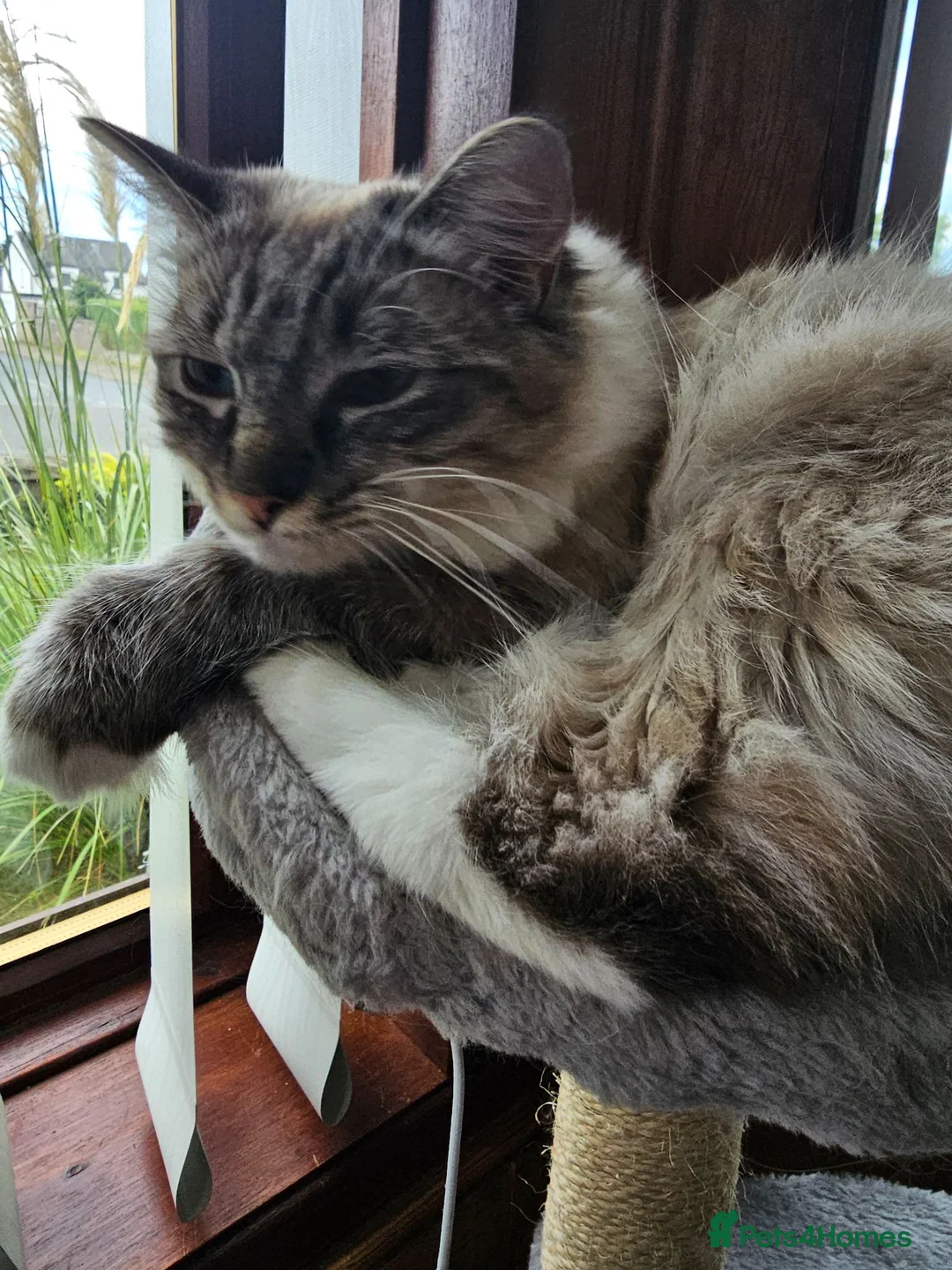 Ragdoll cats for sale: Beautiful 1 Year Old Ragdoll Cat chipped, neutered in Dundee - Advert 1