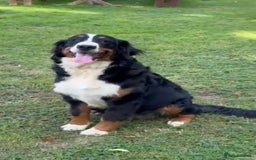 Bernese Mountain Dog dogs for sale: 9 months old girl KC  - Image 4