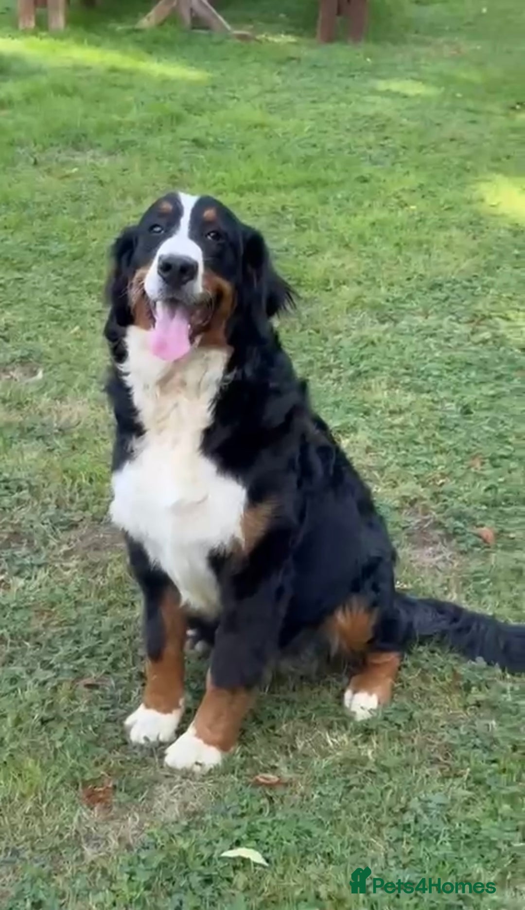 Bernese Mountain Dog dogs for sale: 9 months old girl KC  - Image 4