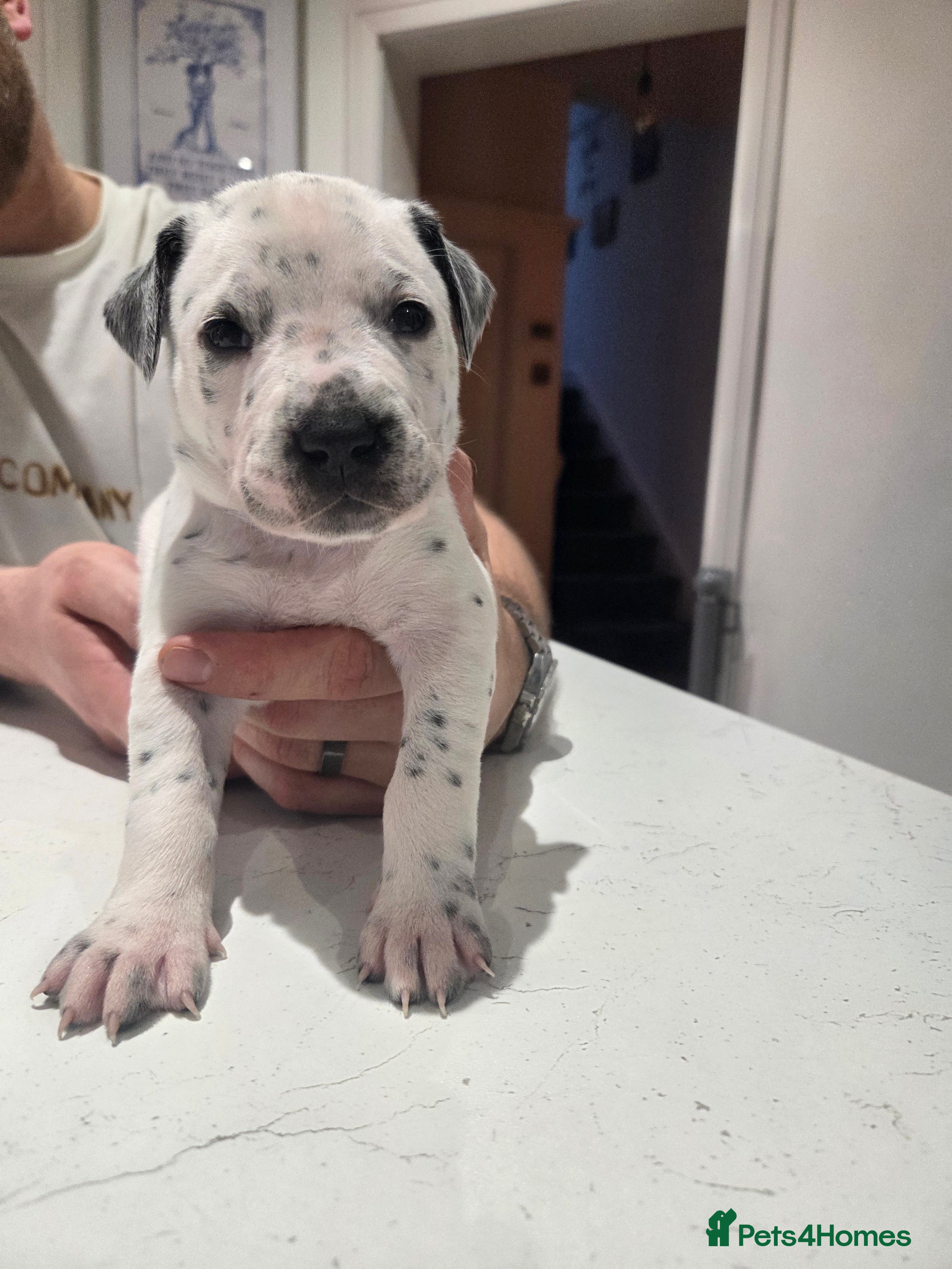 Mixed Breed dogs Gorgeous family puppies  - Advert 1