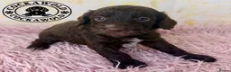 Cockapoo dogs for sale: 💖 Exceptional F1 Cockapoo Puppies 💖  - Advert 36