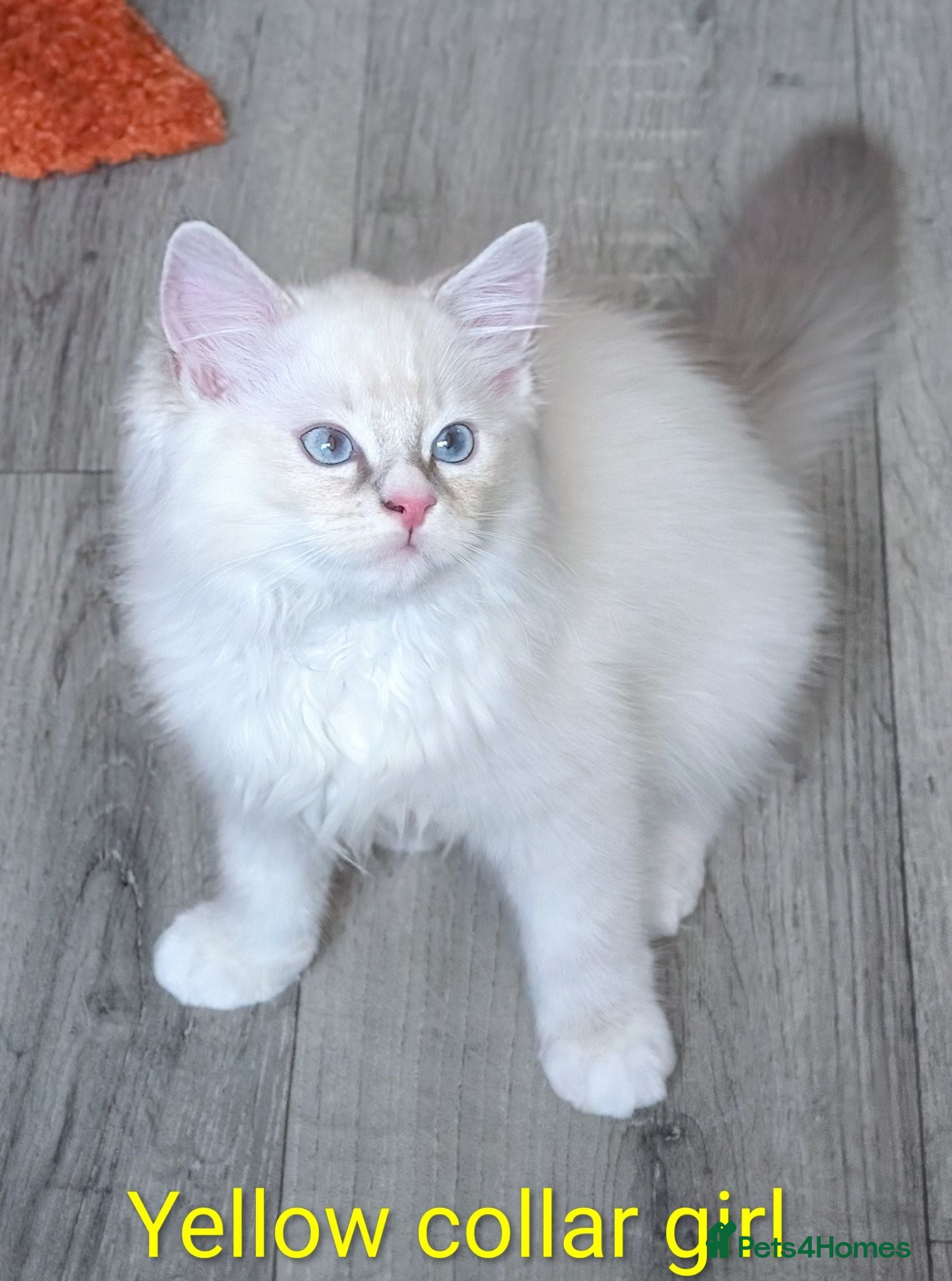 Ragdoll cats 🏆Grandchamp EU TICA Ragdoll kittens  - Advert 5