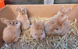 Mini Lop rabbits for sale: 5 Sweet Baby Mini Lop Cross Rabbits - Image 2