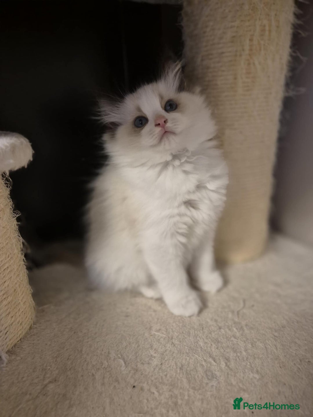 Ragdoll cats for sale: 3 Tica Registered Ragdoll Kittens For Sale  - Advert 16