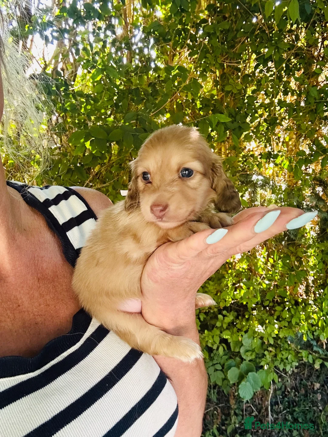 Miniature Dachshund dogs for sale: Chocolate, Cream &  Brindle - 5 star Breeder  - Advert 1