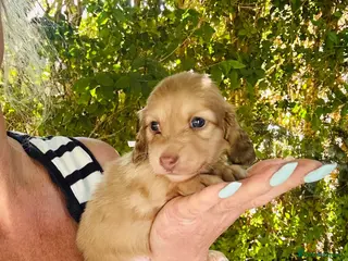 Miniature Dachshund dogs Chocolate, Cream & Brindle - 5 star Breeder - Advert 6