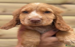 Cocker Spaniel dogs for sale: Beautiful cocker babies  - Image 2