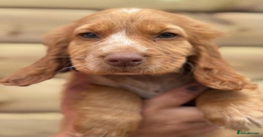Cocker Spaniel dogs - Advert 14