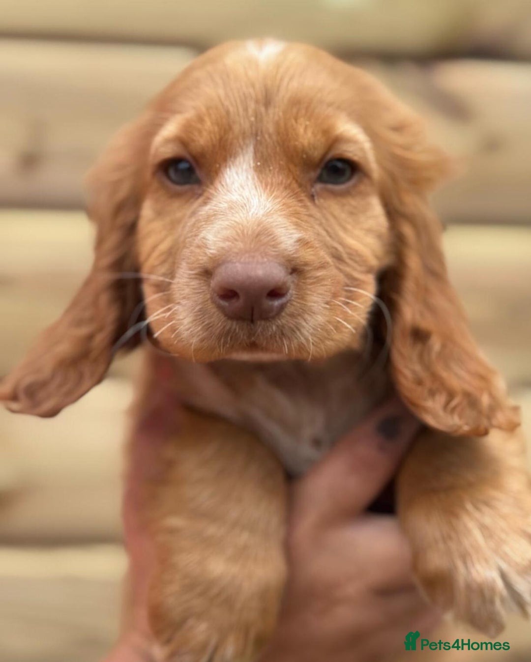 Cocker Spaniel dogs for sale: Beautiful cocker babies  - Image 2