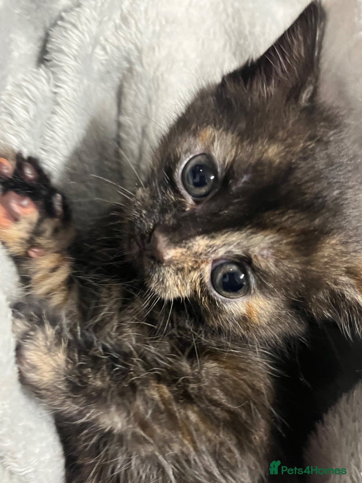 Mixed Breed cats 🐾 Beautiful Tortoise Shell kitten Ready to leave  - Advert 1