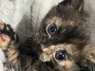 Mixed Breed cats 🐾 Beautiful Tortoise Shell kitten Ready to leave - Advert 1