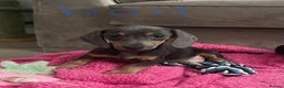 Miniature Dachshund dogs for sale: Little miniature dachshund  - Advert 14