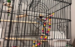 Budgerigars birds for sale: Blue male budgie 4 months age - Image 2