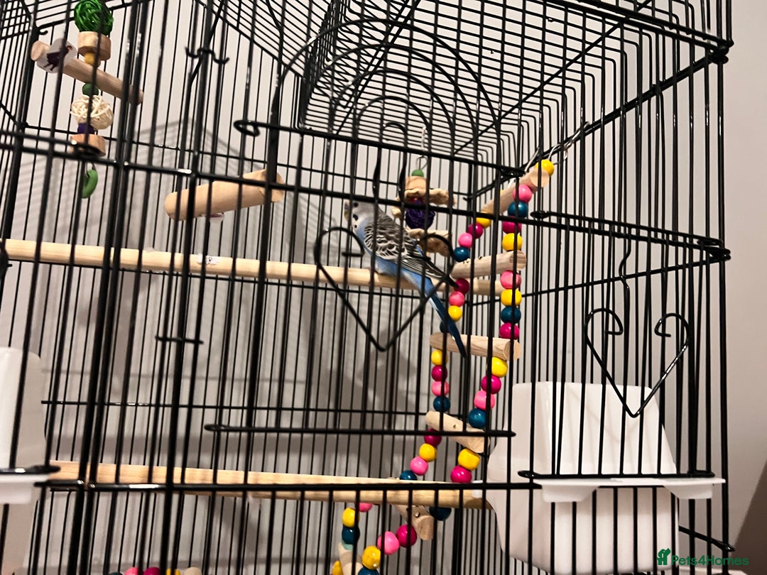 Budgerigars birds for sale: Blue male budgie 4 months age - Image 2