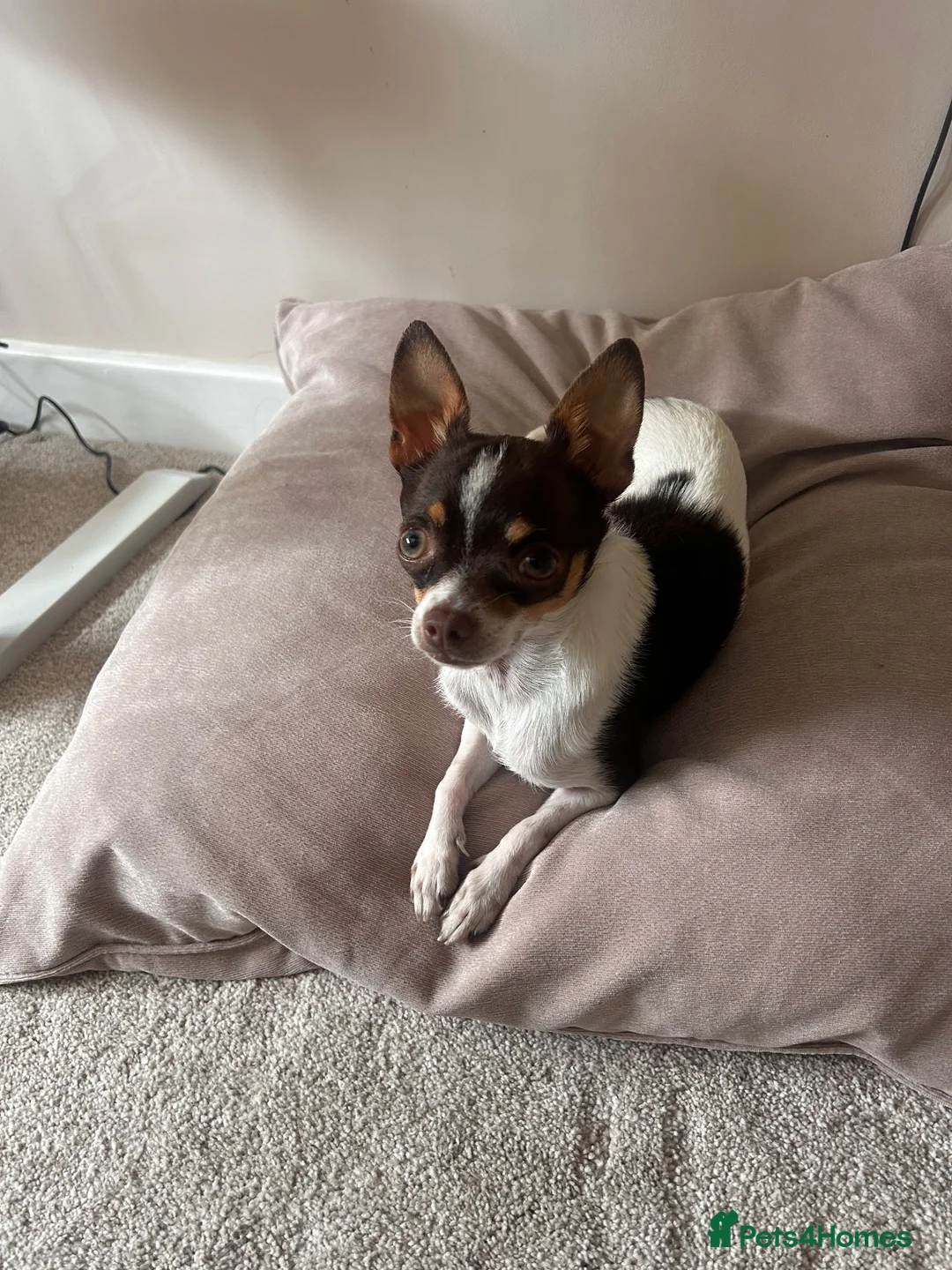 Chihuahua dogs for stud: Beautiful Chocolate and White Deer Head Chihuahua - Advert 2