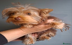 Yorkshire Terrier dogs for sale: Beautiful Toy Yorkshire Terrier puppies - Image 15