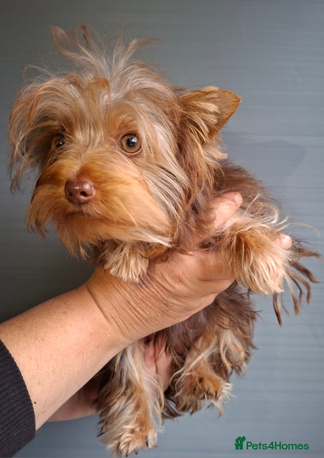 Yorkshire Terrier dogs for sale: Beautiful Toy Yorkshire Terrier puppies - Image 15
