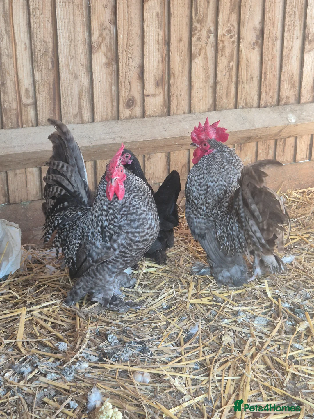 Chickens poultry for sale: 💙 EXHIBITION STOCK- SABLEPPOT HATCHING EGGS🥚 - Advert 13