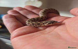 Snake reptiles for sale: Hognose female  - Image 5