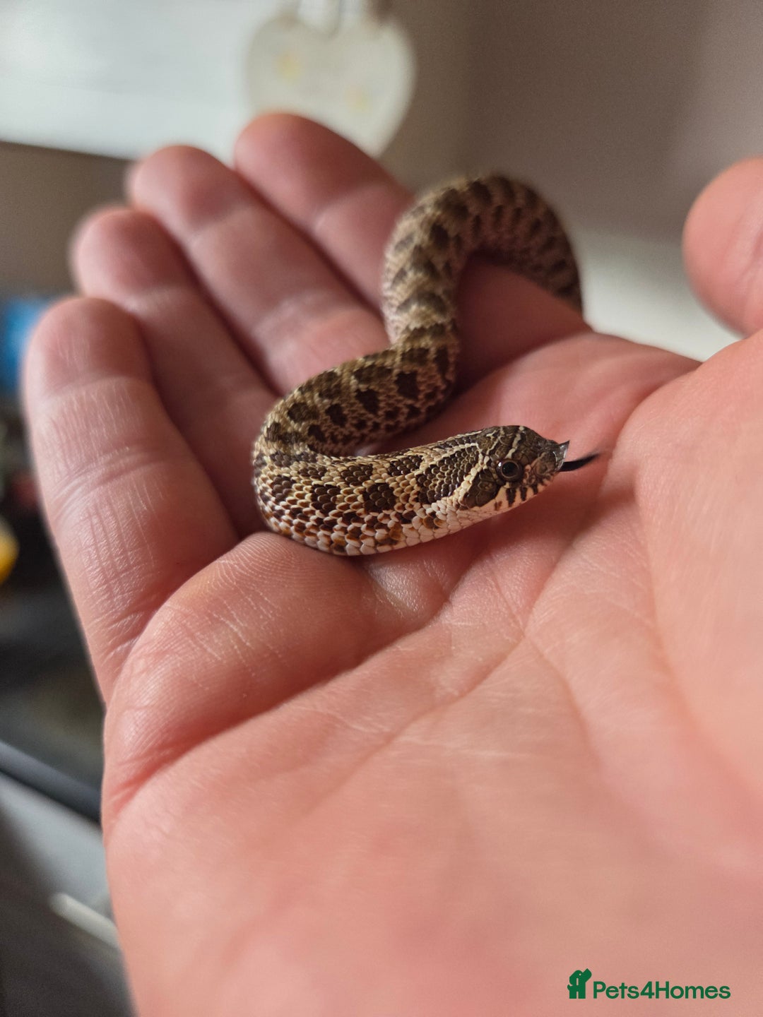 Snake reptiles for sale: Hognose female  - Image 5