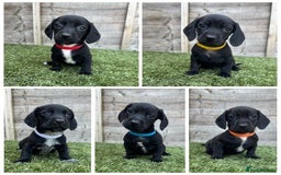 Mixed Breed dogs for sale: Top Quality F1 Docker Puppies - Image 4