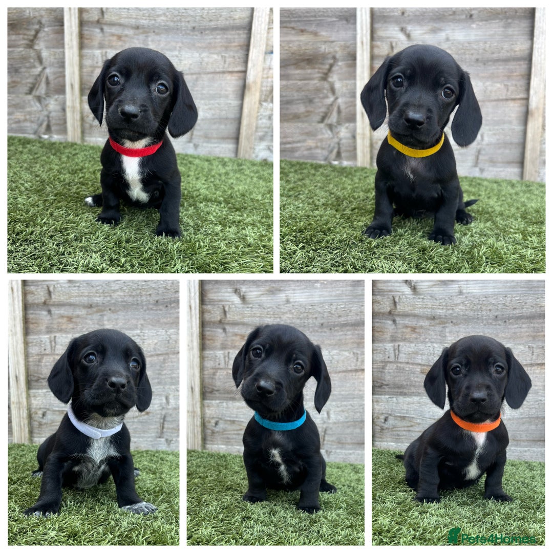 Mixed Breed dogs for sale: Top Quality F1 Docker Puppies - Image 4