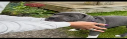 Staffordshire Bull Terrier dogs for sale: 100% Well Manner Staffordshire Bull Terrier Pups  in Seaham - Advert 4