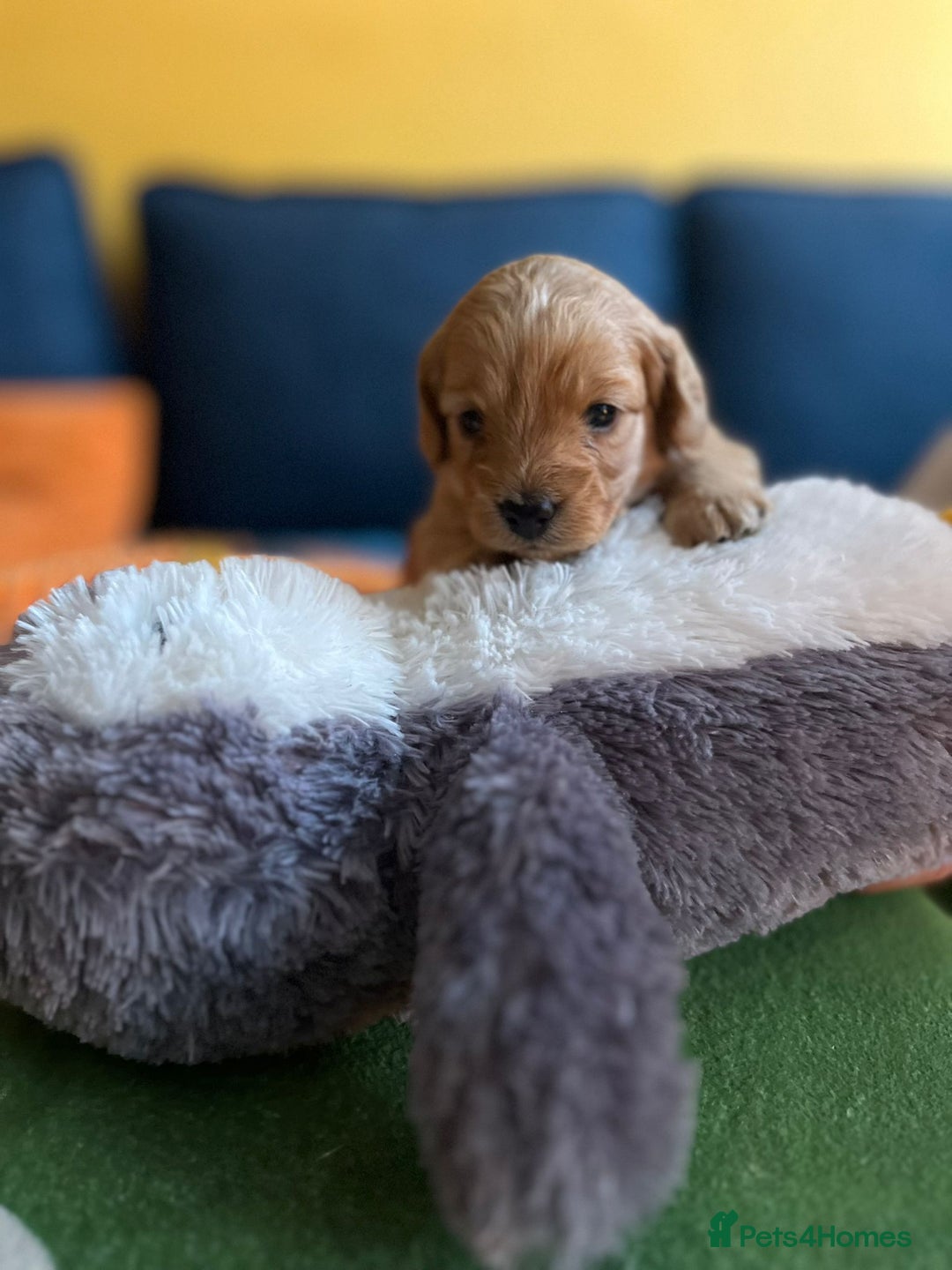 Cockapoo dogs for sale: Gorgeous F1b cockapoo puppies for sale - Image 7
