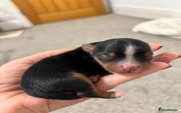 Yorkshire Terrier dogs for sale: ✨ Adorable Yorkshire Terrier Puppies  - Image 2
