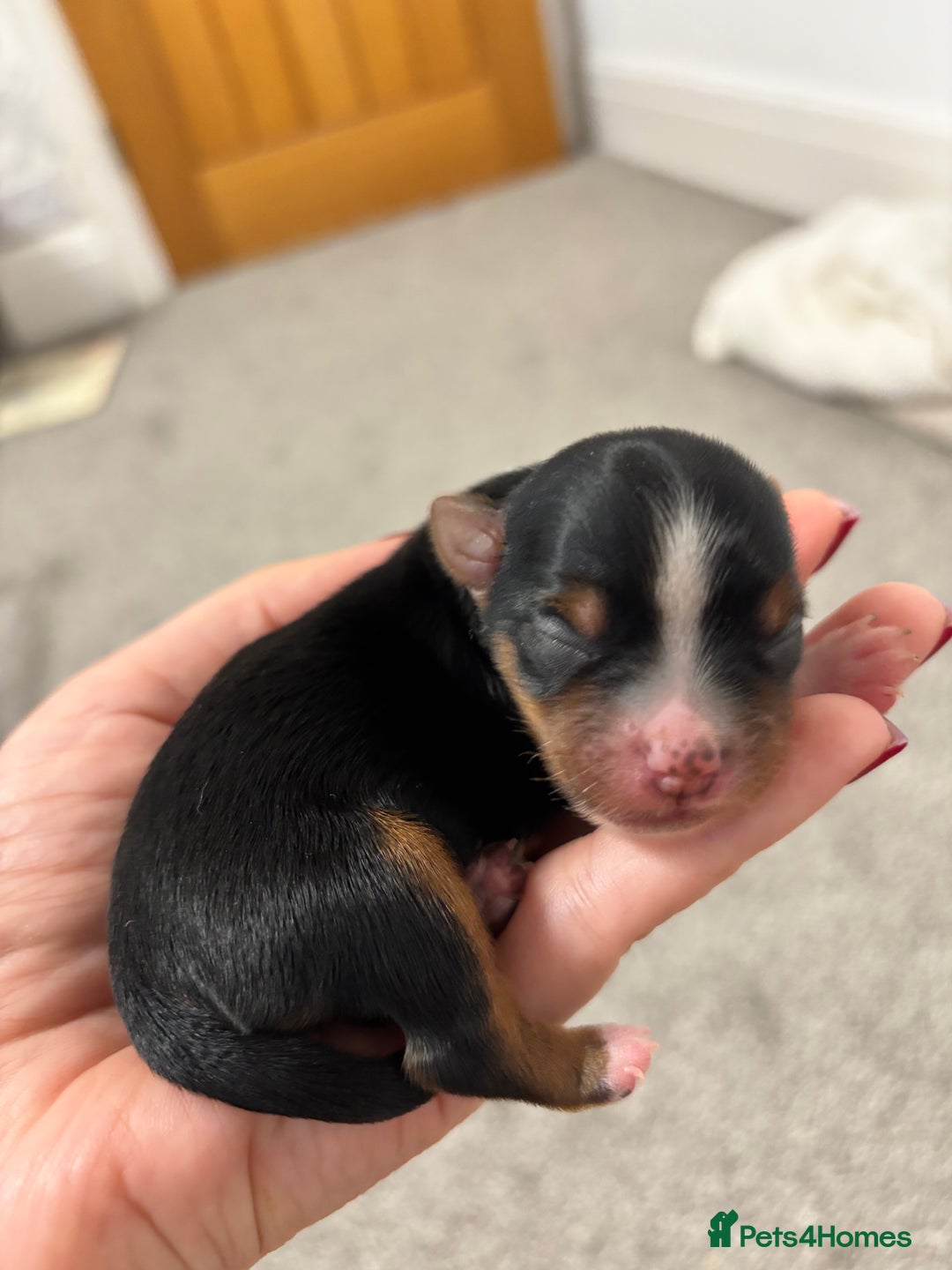 Yorkshire Terrier dogs for sale: ✨ Adorable Yorkshire Terrier Puppies  - Image 2