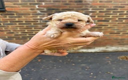 Toy Poodle dogs for sale: Toy Poodle Pups with Lovely Temperaments - Image 10