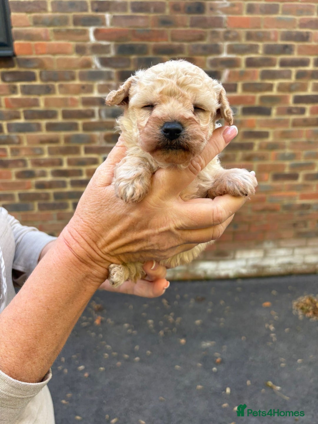 Toy Poodle dogs for sale: Toy Poodle Pups with Lovely Temperaments - Image 10
