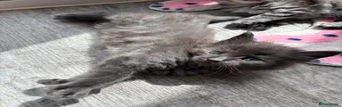Maine Coon Kitten 1
