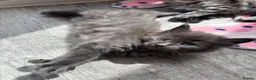 Maine Coon cats for sale: 🖤Stunning Black Smoke Maine Coon Girls - Advert 9