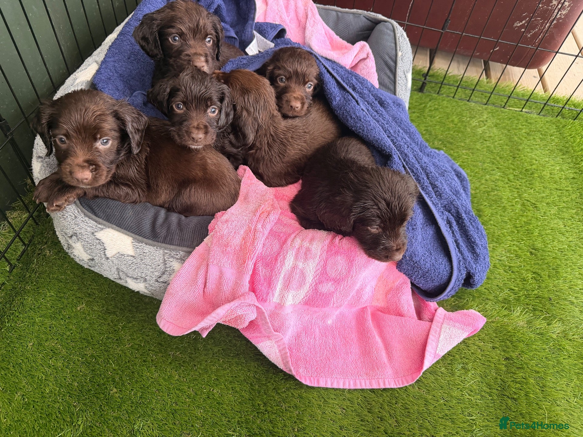 Sprocker dogs Sprocker Spaniel Puppies - Advert 11