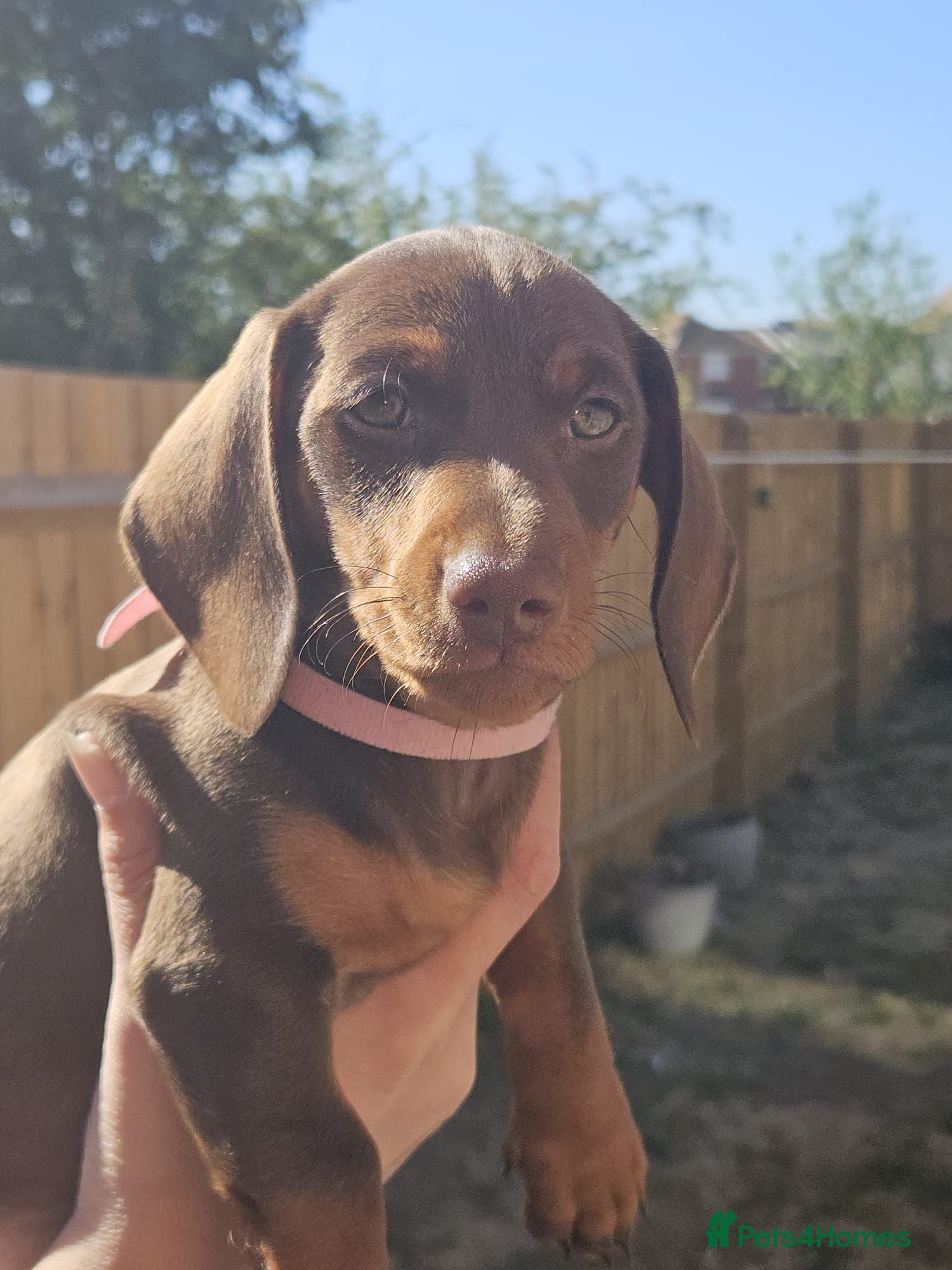 Dachshund dogs 1 Stunning Chunky female dachund left available  - Advert 2