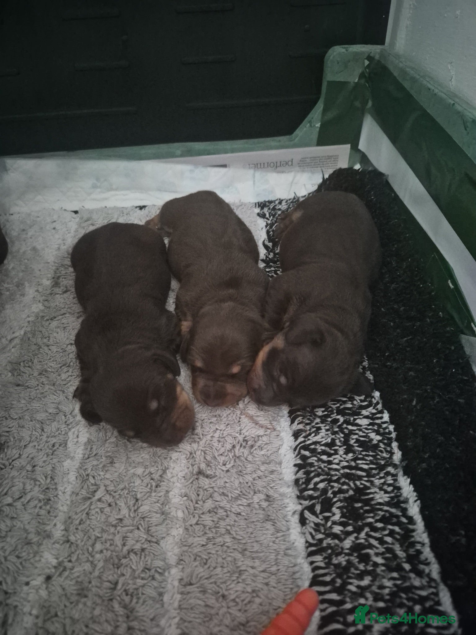 Miniature Dachshund dogs 2 beautiful bitches. Chocolate and tan - Advert 2