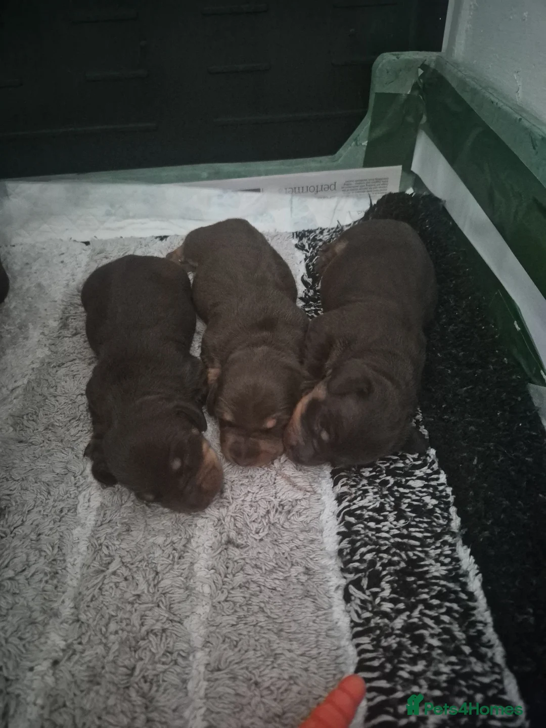 Miniature Dachshund dogs for sale: 2 beautiful bitches. Chocolate and tan in Wellingborough - Advert 1