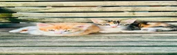 Mixed Breed cats for sale: Mixed breed kittens - Advert 7