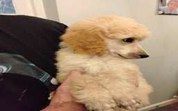 Standard Poodle dogs for sale: Stunning KC reg female standard poodle puppies - Image 2