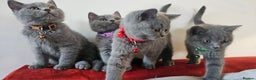British Shorthair cats for sale: Beautiful Pedigree British Blue Kittens  🐾 - Advert 36