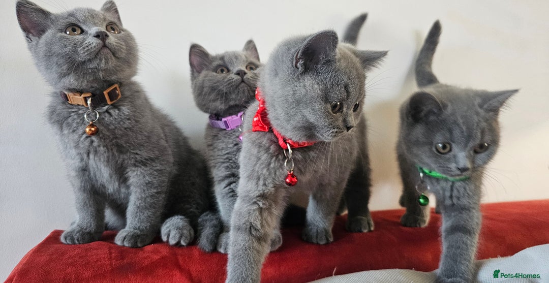 British Shorthair cats for sale: Beautiful Pedigree British Blue Kittens  🐾 - Advert 36