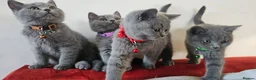 British Shorthair cats for sale: Beautiful Pedigree British Blue 1 Male Kitten🐾 - Advert 29